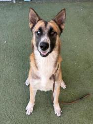 Shelter Stray Male Dog last seen , 11361 W Pico Blvd, Los Angeles, CA 90064, USA