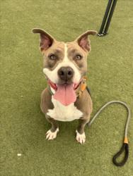 Shelter Stray Female Dog last seen , 11361 W Pico Blvd, Los Angeles, CA 90064, USA