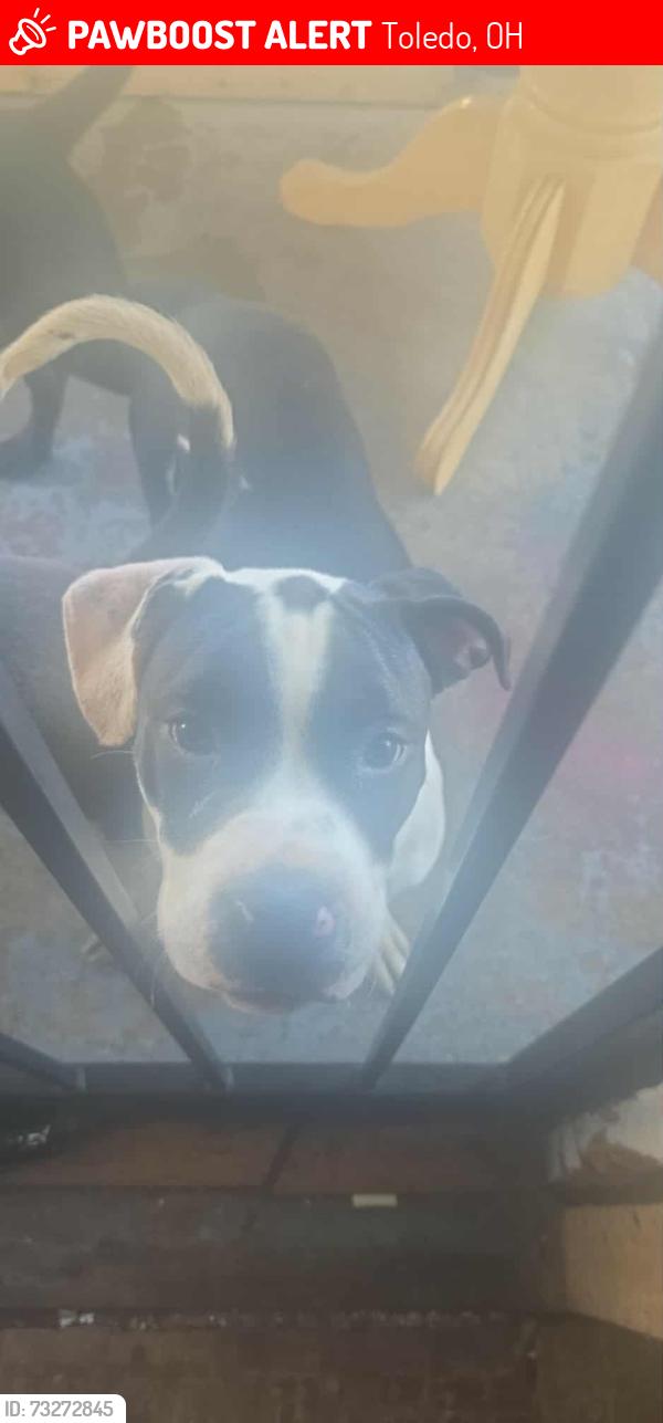 Lost Female Dog last seen Lagrange and central, Toledo, OH 43608