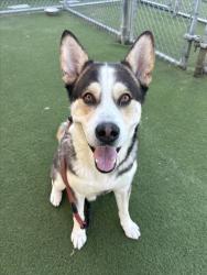 Shelter Stray Male Dog last seen , 11361 W Pico Blvd, Los Angeles, CA 90064, USA