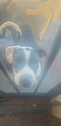 Lost Female Dog last seen Lagrange and central, Toledo, OH 43608