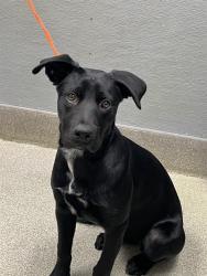 Shelter Stray Female Dog last seen , 655 N Mojave Rd, Las Vegas, NV 89101, USA