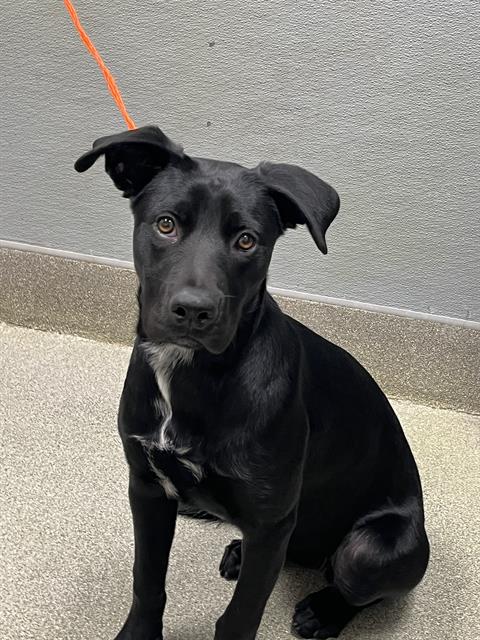 Shelter Stray Female Dog last seen , 655 N Mojave Rd, Las Vegas, NV 89101, USA