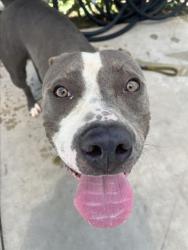 Shelter Stray Female Dog last seen , 1850 W 60th St, Los Angeles, CA 90047, USA