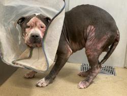 Shelter Stray Male Dog last seen , 38550 Sierra Hwy, Palmdale, CA 93550, USA