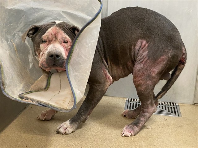 Shelter Stray Male Dog last seen , 38550 Sierra Hwy, Palmdale, CA 93550, USA