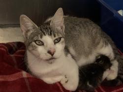Shelter Stray Female Cat last seen 19TH AVE & 33RD ST, 2127 Front St, Sacramento, CA 95818, USA