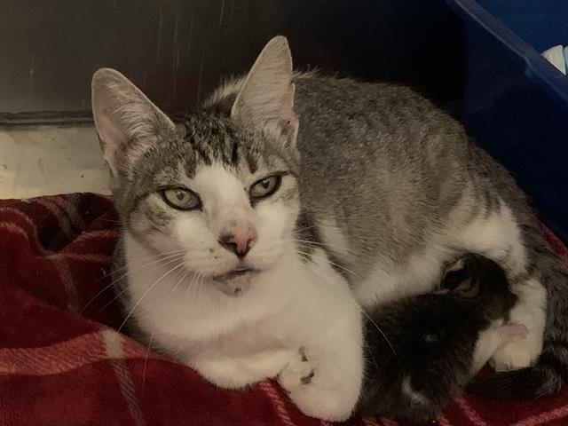 Shelter Stray Female Cat last seen 19TH AVE & 33RD ST, 2127 Front St, Sacramento, CA 95818, USA