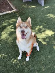 Shelter Stray Male Dog last seen , West Valley Animal Shelter, 20655 Plummer St, Chatsworth, CA 91311, USA