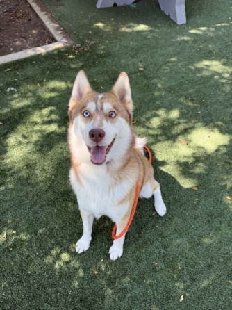 Shelter Stray Male Dog last seen , West Valley Animal Shelter, 20655 Plummer St, Chatsworth, CA 91311, USA