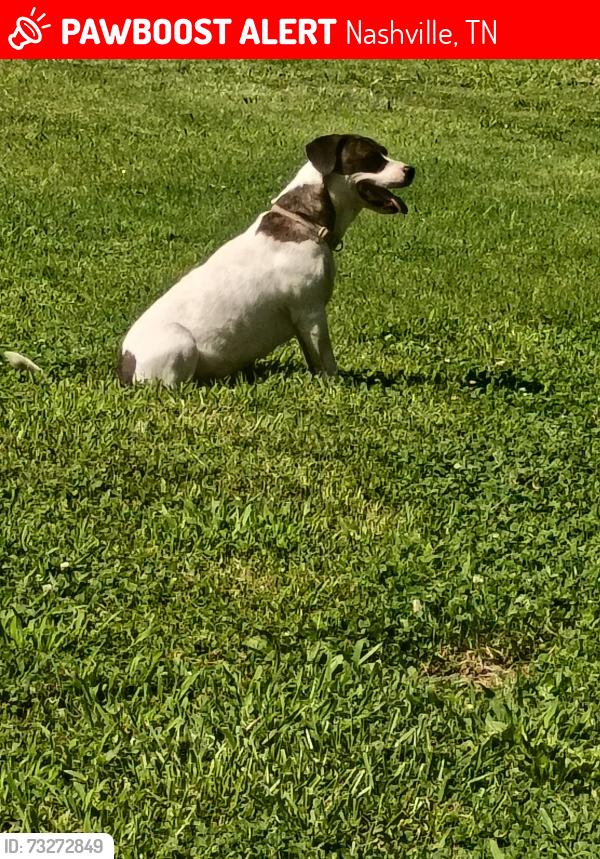 Lost Female Dog last seen Tucakhoe Drive, Dickerson Pike, Madison, Nashville, TN 37207