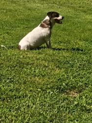 Lost Female Dog last seen Tucakhoe Drive, Dickerson Pike, Madison, Nashville, TN 37207