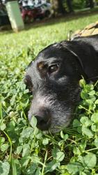 Shelter Stray Male Dog last seen Near BLOCK KERRICK, 3528 Newburg Rd, Louisville, KY 40218, USA