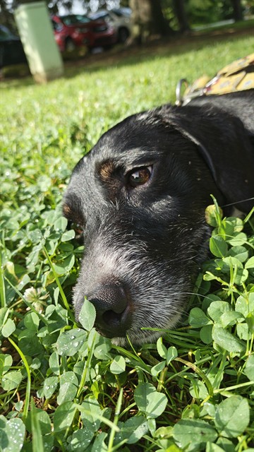 Shelter Stray Male Dog last seen Near BLOCK KERRICK, 3528 Newburg Rd, Louisville, KY 40218, USA