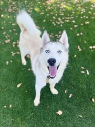 Shelter Stray Male Dog last seen , 3201 Lacy St, Los Angeles, CA 90031, USA