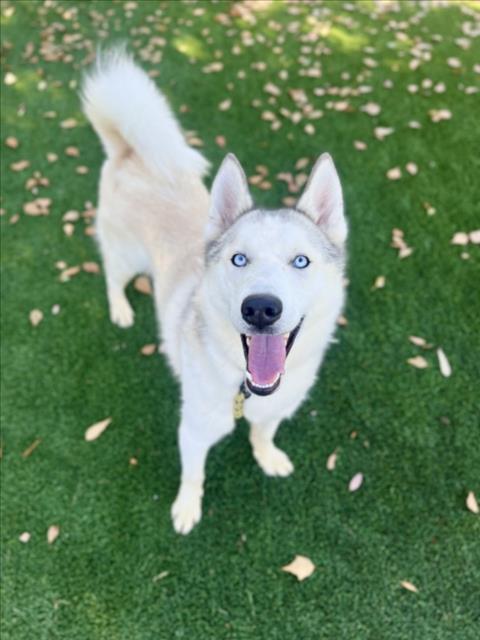 Shelter Stray Male Dog last seen , 3201 Lacy St, Los Angeles, CA 90031, USA