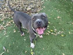 Shelter Stray Male Dog last seen , 14409 Vanowen St, Van Nuys, CA 91405, USA