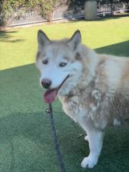 Shelter Stray Female Dog last seen , 14409 Vanowen St, Van Nuys, CA 91405, USA