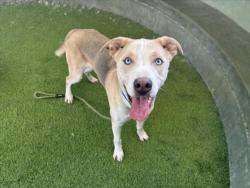 Shelter Stray Male Dog last seen , 14409 Vanowen St, Van Nuys, CA 91405, USA