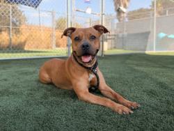 Shelter Stray Female Dog last seen , 3201 Lacy St, Los Angeles, CA 90031, USA