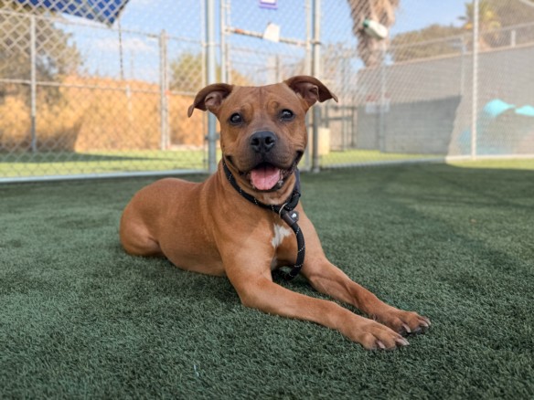 Shelter Stray Female Dog last seen , 3201 Lacy St, Los Angeles, CA 90031, USA