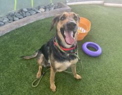Shelter Stray Female Dog last seen , 14409 Vanowen St, Van Nuys, CA 91405, USA