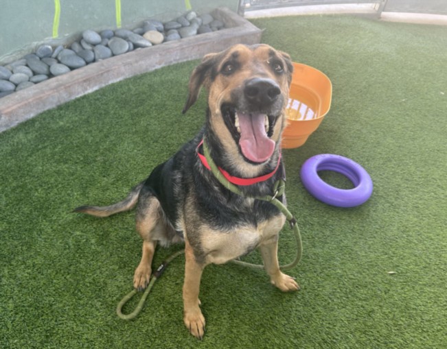 Shelter Stray Female Dog last seen , 14409 Vanowen St, Van Nuys, CA 91405, USA