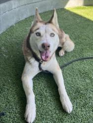 Shelter Stray Female Dog last seen , 14409 Vanowen St, Van Nuys, CA 91405, USA
