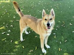Shelter Stray Female Dog last seen , 14409 Vanowen St, Van Nuys, CA 91405, USA