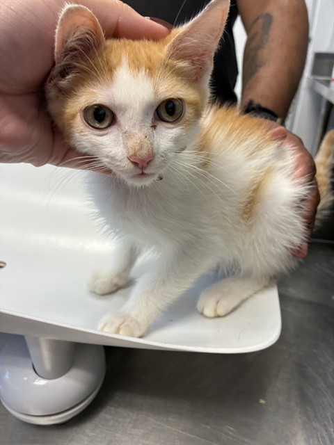 Shelter Stray Male Cat last seen MEBANE AC, 221 Stone Quarry Rd, Burlington, NC 27217, USA