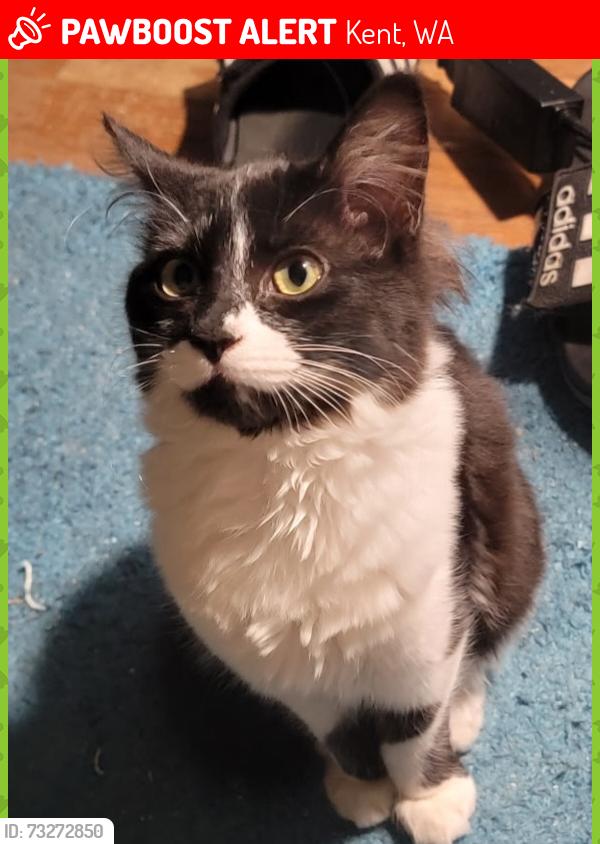 Lost Female Cat last seen Near s 270th 98032, Kent, WA 98032