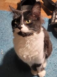 Lost Female Cat last seen Near s 270th 98032, Kent, WA 98032