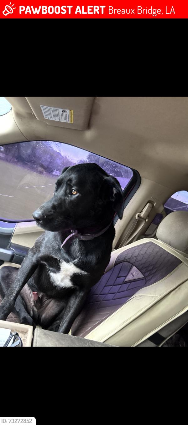 Lost Male Dog last seen Main highway/ Daugereaux rd, Breaux Bridge, LA 70517