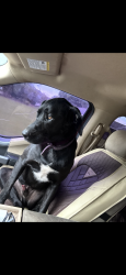 Lost Male Dog last seen Main highway/ Daugereaux rd, Breaux Bridge, LA 70517