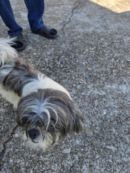 Reunited Unknown Dog last seen Wingtip, Houston, TX 77075