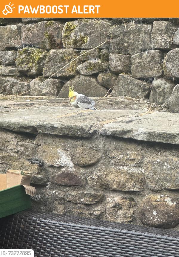 Found/Stray Unknown Bird last seen romaldkirk village in barnard castle, Romaldkirk, England 