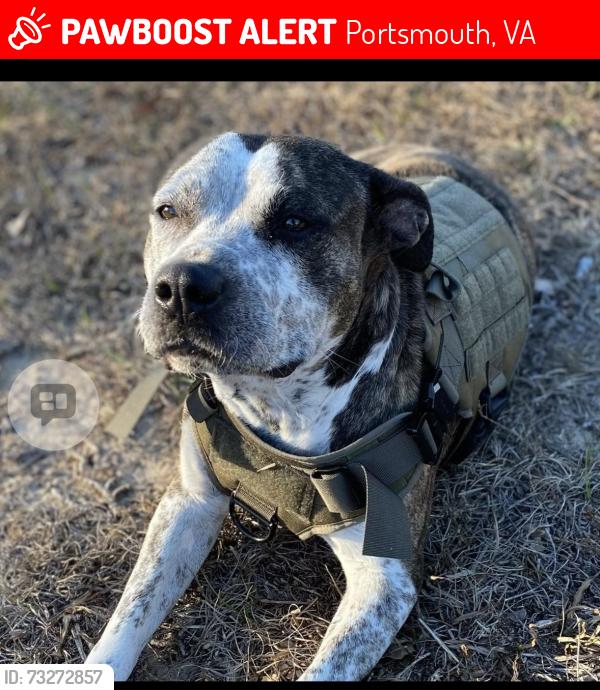 Lost Female Dog last seen West Norfolk rd Portsmouth Va 23703, Portsmouth, VA 23703