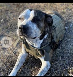 Lost Female Dog last seen West Norfolk rd Portsmouth Va 23703, Portsmouth, VA 23703