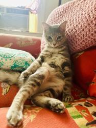 Lost Male Cat last seen Near Publix, Jacksonville, FL 32204