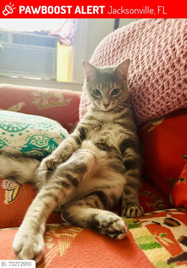 Lost Male Cat last seen Near Publix, Jacksonville, FL 32204