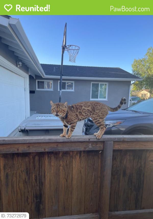 Reunited Male Cat last seen Moraga Ave, San Diego, CA 92117, USA, San Diego, CA 92117