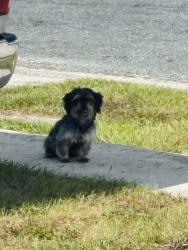 Found/Stray Male Dog last seen Tammy dr and Shannon dr Holiday Fl, Holiday, FL 34690