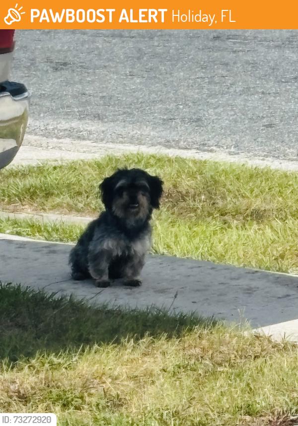 Found/Stray Male Dog last seen Tammy dr and Shannon dr Holiday Fl, Holiday, FL 34690