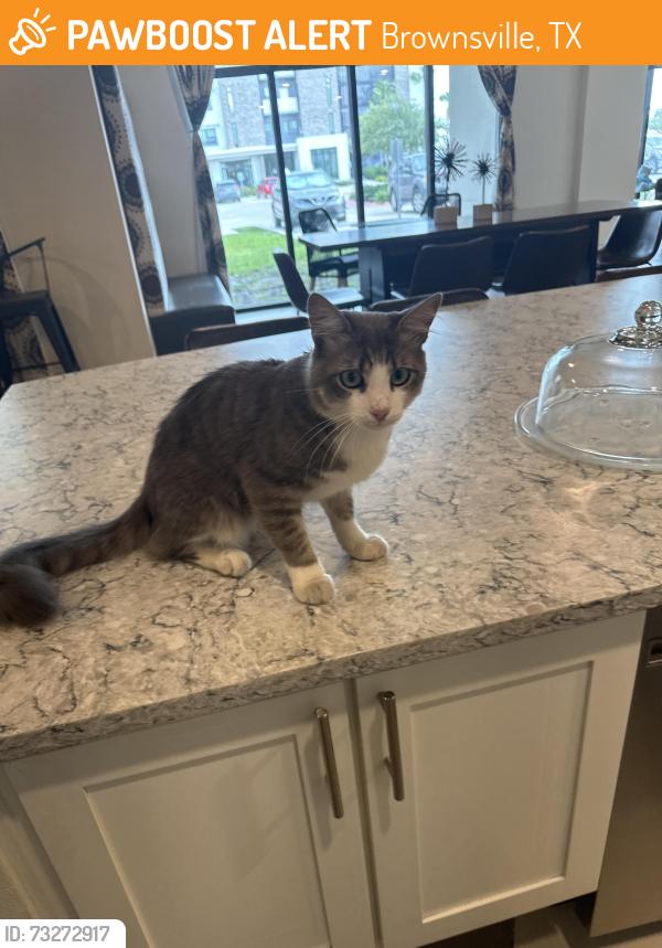 Found/Stray Male Cat last seen Morrison rd, Brownsville, TX 78526