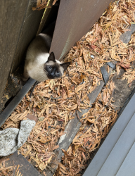 Reunited Male Cat last seen Kearney, San Francisco, CA 94133