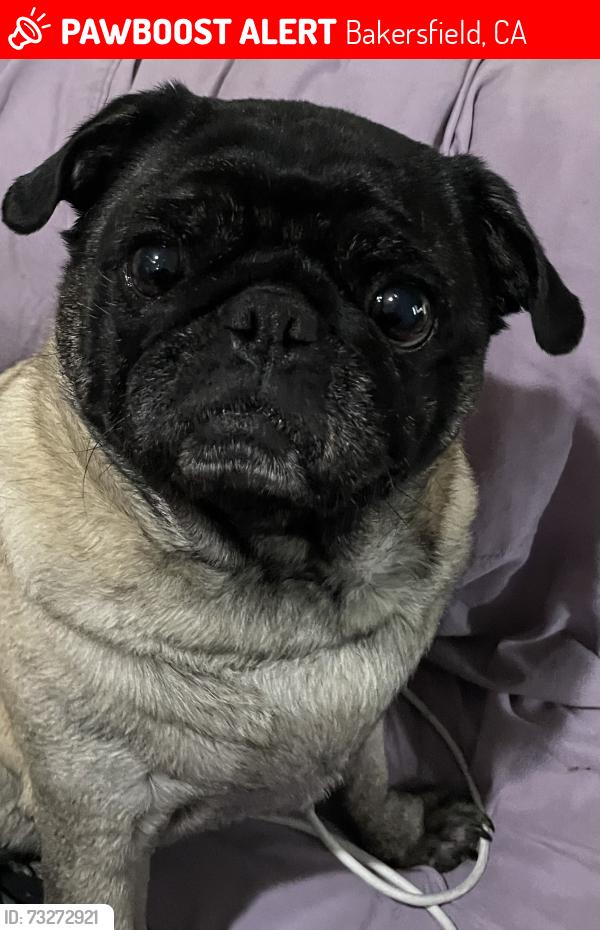 Lost Female Dog last seen Old farm, Bakersfield, CA 93312