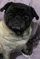Lost Female Dog last seen Old farm, Bakersfield, CA 93312