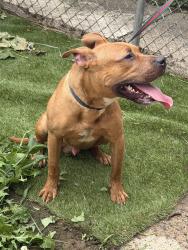 Found/Stray Male Dog last seen Overbrook 63rd, Philadelphia, PA 19131