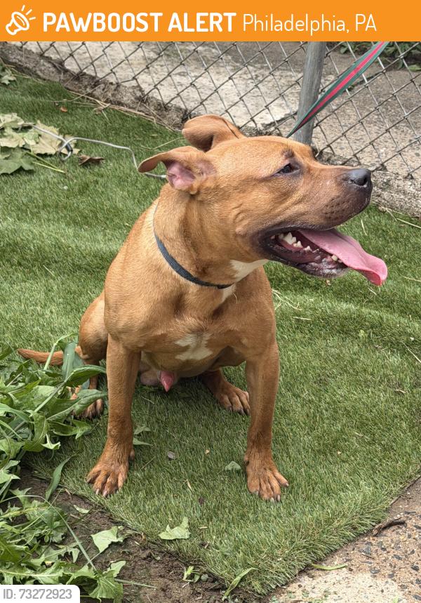 Found/Stray Male Dog last seen Overbrook 63rd, Philadelphia, PA 19131