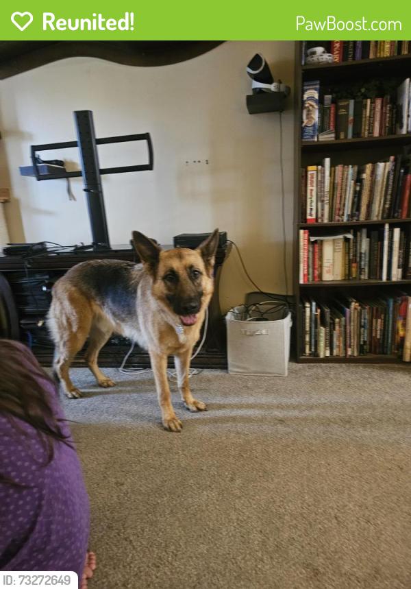 Reunited Male Dog last seen One block west of Arbor Lake Park, Seattle, WA 98168
